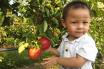 Apple Picking @ Lookout Farm