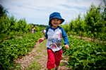 Strawberry Picking @ Tougas Family Farm