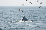 Cape Ann Whale Watch