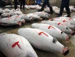 Tsukiji Fish Market